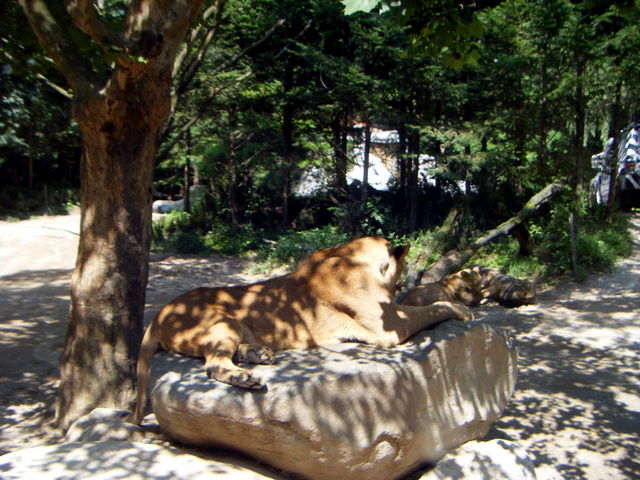 사자 - 동물; 사자; lion; lioness; Panthera leo; 
