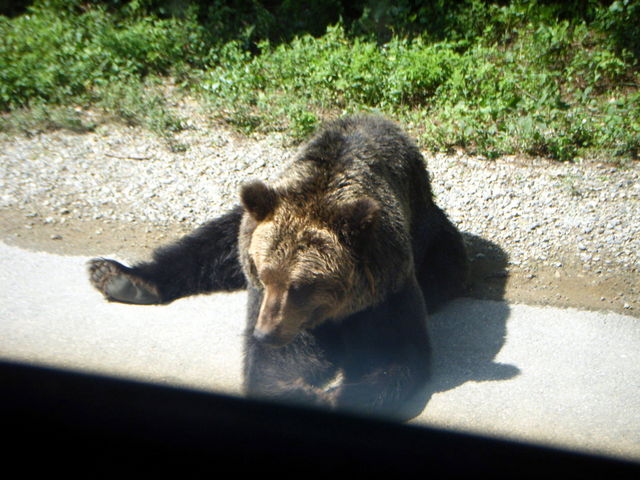 불곰 - 동물; 곰; bear; brown bear; 
